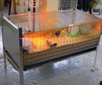 Brooder Cage