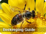 Beekeeping Talk