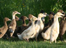 Ducks