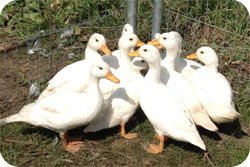 White Call Ducks