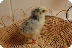 Chicks