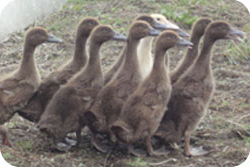 Khaki Campbell Ducklings