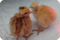Brown Naked Neck Farm Ranger Chicks