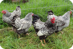 Silver Laced Wyandotte Bantams