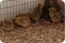 Japanese Quail