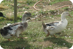 Crested Appleyard Ducks