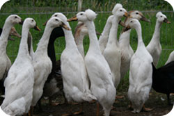 White Bali Crested Indian Runner Drakes