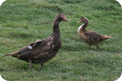 Chocolate Muscovy Ducks