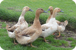 Harlequin Ducks