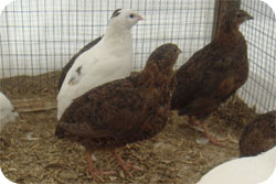 Japanese Quail