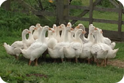 White Geese