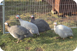 Grey Guinea Fowl