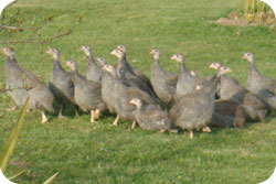 Guinea Fowl