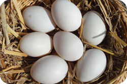 Khaki Campbell Hatching Eggs