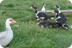 Muscovey Ducklings