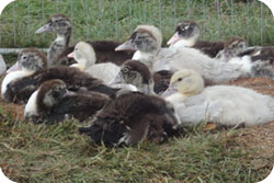 Muscovy Ducklings