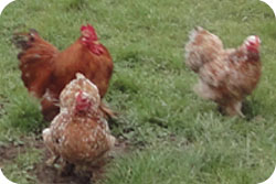 Mille Fleur Pekin Bantams