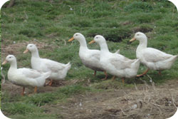 White Ducks