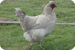 Araucana