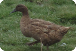 Khaki Campbell Ducks