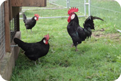 Minorca Bantams Trio