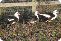 Muscovy Ducks