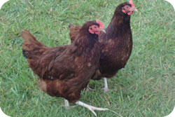 Rhode Island Red
