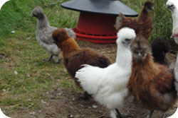 Silkies
