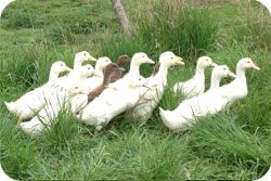 White Ducklings