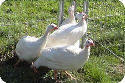 White Guinea Fowl